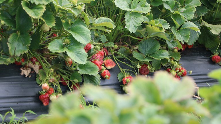 Morangos em cultivo representando o manejo do ácaro-rajado com BOVEON