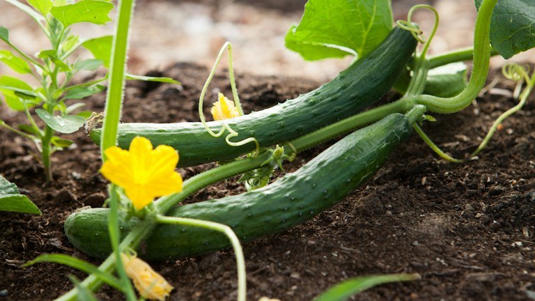 Pepinos em cultivo representando o manejo da mosca-branca com BOVEON