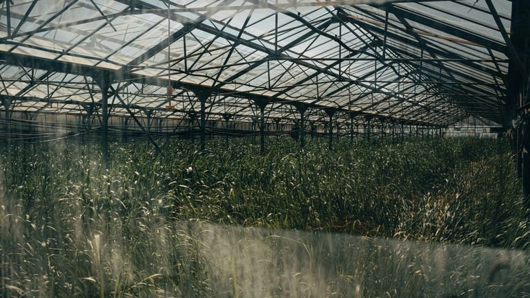 Cultivo comercial em ambiente protegido representando fertirrigação e importância da qualidade da água