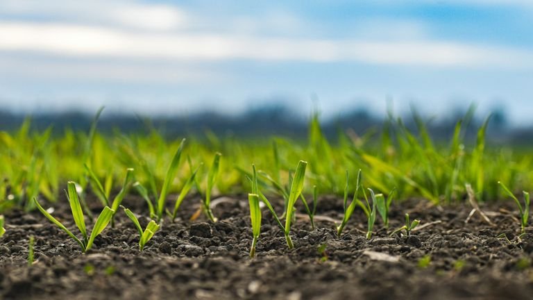 Solo com vegetação em campo representando comparação entre materiais carbonosos usados no manejo agrícola