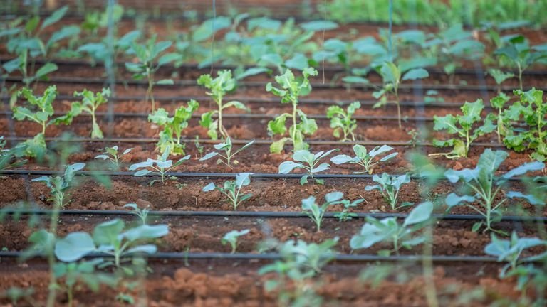Plantas jovens em linhas representando crescimento inicial e uso de bioestimulantes agrícolas