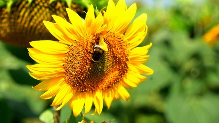 Flor em close com estruturas reprodutivas representando pólen e processos dependentes de boro
