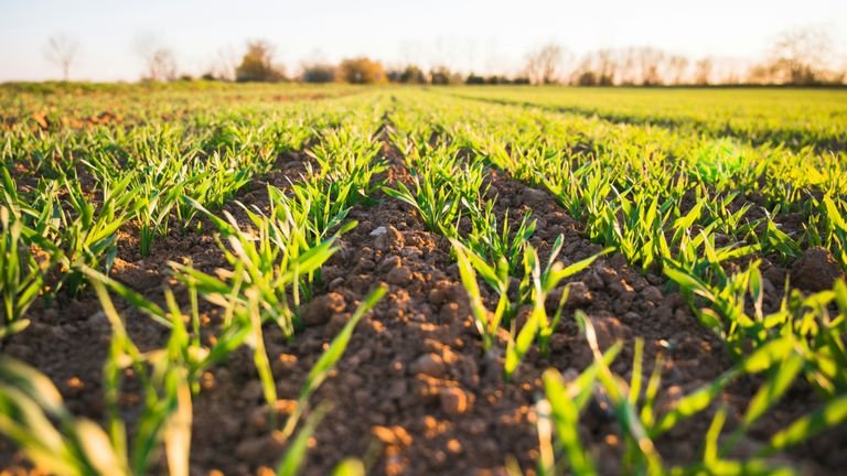 Solo agrícola cultivado representando capacidade de troca de cátions e fertilidade