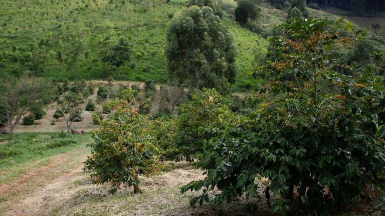 Lavoura de café em área agrícola representando manejo de solo e rizosfera