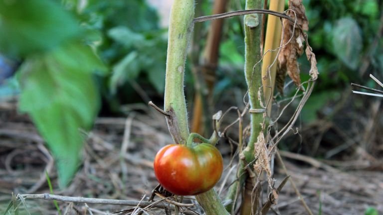 Tomate em desenvolvimento representando o manejo de cálcio e água associado ao risco de fundo preto