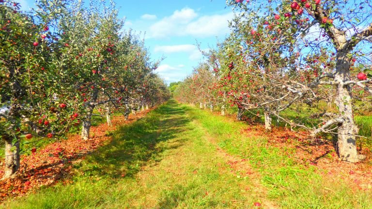 Pomar de maçãs representando transporte de água e cálcio para folhas e frutos