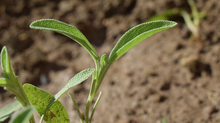 Plântula jovem emergindo do solo representando crescimento de novos tecidos vegetais