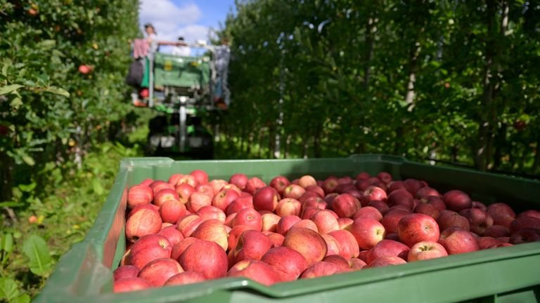Maçãs no pomar representando firmeza, qualidade e nutrição com cálcio em frutos