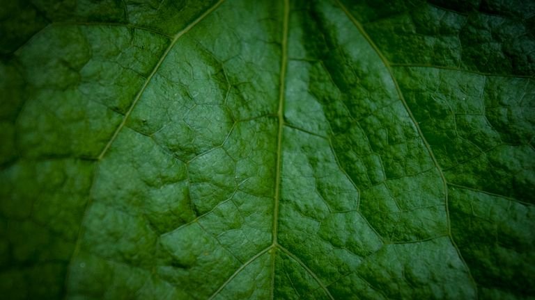 Folha verde em close representando tecidos vegetais e funções estruturais do cálcio