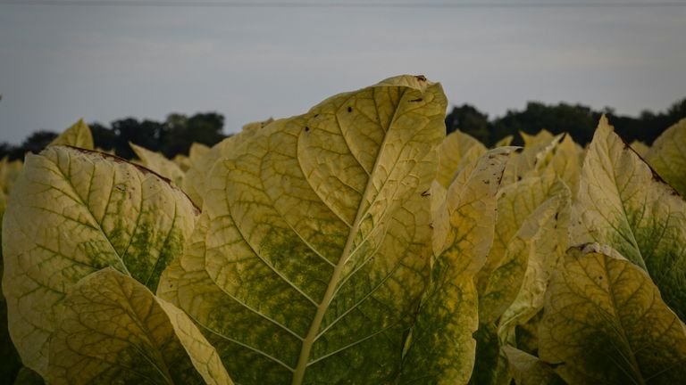 Folhas agrícolas com amarelecimento representando avaliação visual de clorose e diagnóstico de ferro