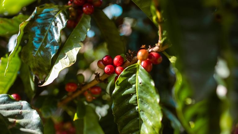 Ramo de cafeeiro com frutos em desenvolvimento representando avaliação técnica de micronutrientes e elementos benéficos