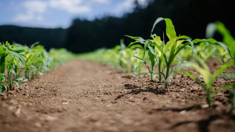 Planta jovem em solo agrícola representando comparação técnica de formulações para manejo radicular