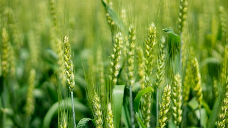 Plantas de trigo em desenvolvimento representando integridade dos tecidos e respostas naturais de defesa