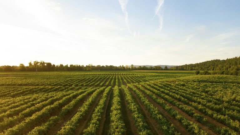 Área agrícola vista de cima representando avaliação ambiental do uso de polímeros superabsorventes no solo