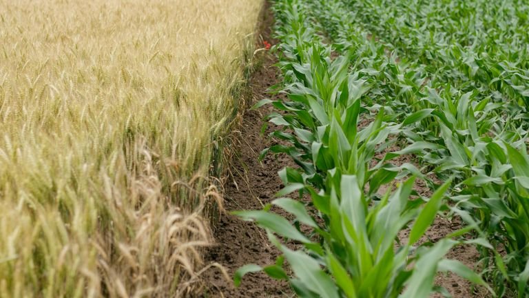 Plantas de milho em campo representando avaliação visual e diagnóstico de deficiências nutricionais