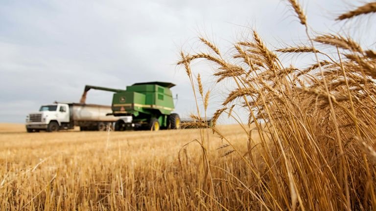 Colheita mecanizada em lavoura representando avaliação de produtividade em ensaios agrícolas conduzidos na fazenda