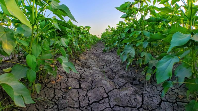 Plantas em solo seco representando estresse hídrico e a necessidade de recuperação do sistema