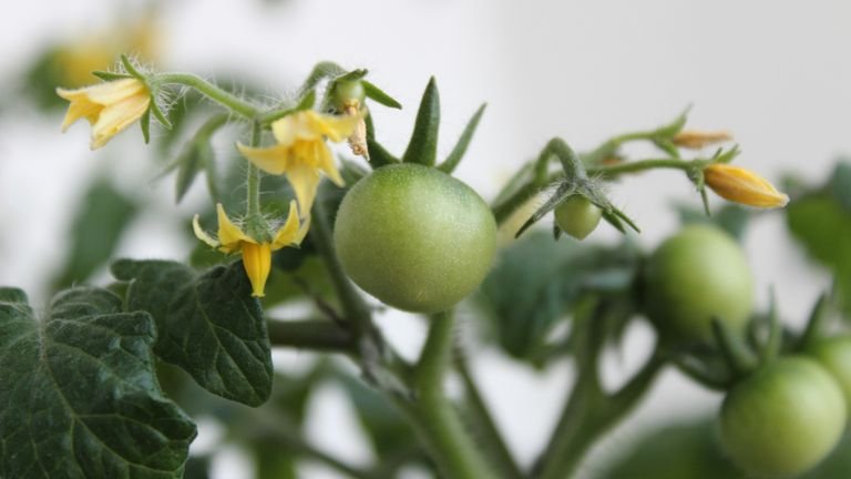 Planta de tomate com flores representando nutrição com cálcio magnésio e boro durante a fase reprodutiva