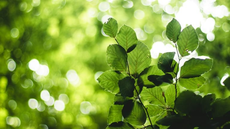 Folha verde saudável representando o metabolismo de ferro e enxofre nos cloroplastos