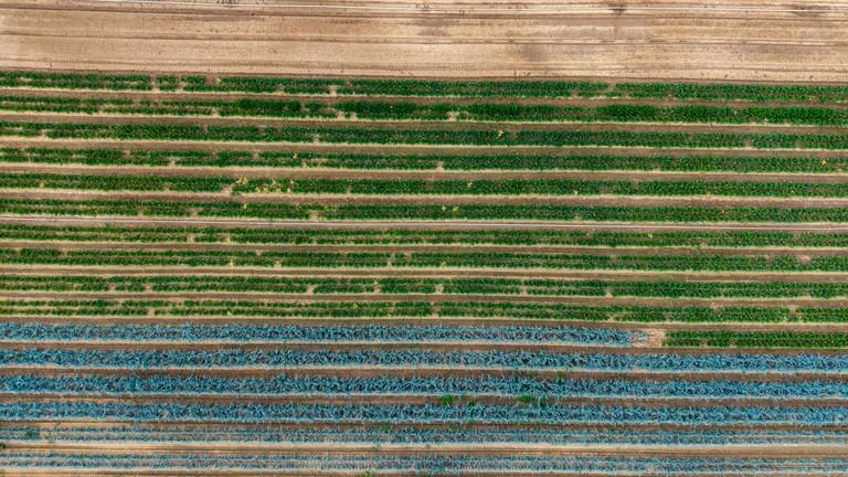 Cultivo agrícola em linhas representando fertirrigação e distribuição uniforme de insumos