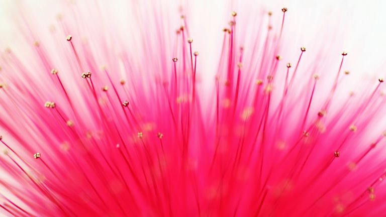 Flor em close representando processos de polinização e nutrição reprodutiva com boro
