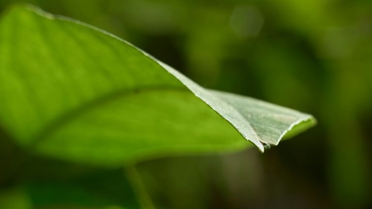 Folha verde em close representando a região foliar que deve ser inspecionada no monitoramento de mosca-branca