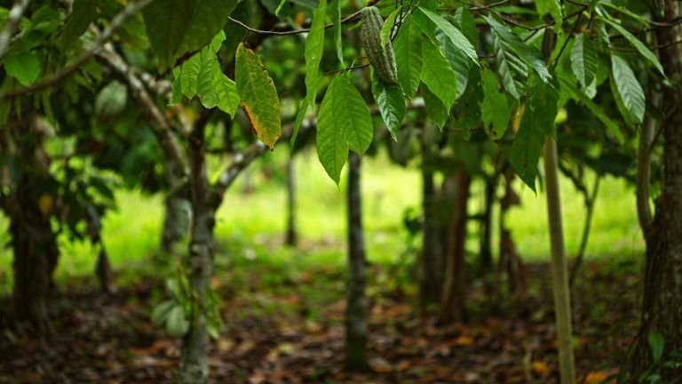 Cacaueiro com fruto e folhas verdes representando nutrição fosfatada e desenvolvimento da cultura