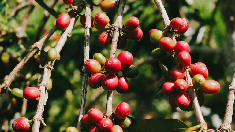 Frutos maduros de café na planta representando o ambiente de manejo da broca-do-café