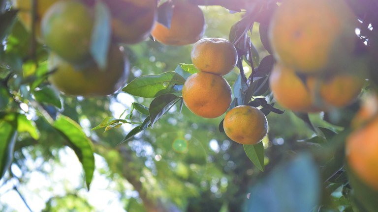 Folhagem e frutos cítricos representando monitoramento de ácaros no posicionamento técnico do HOPPER