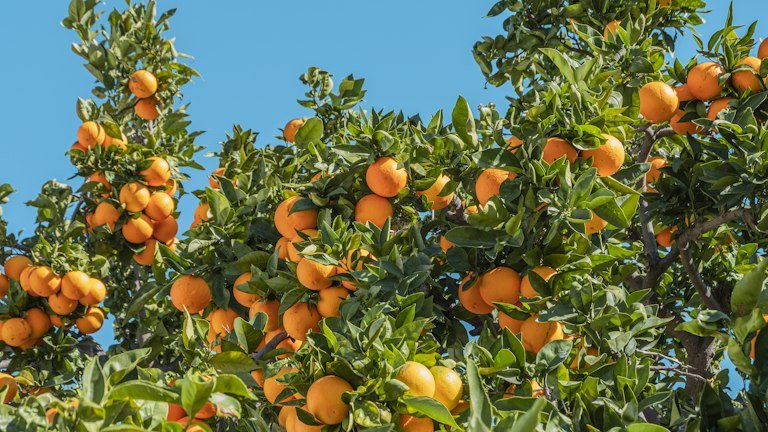 Pomar de citros representando monitoramento de Diaphorina citri e posicionamento microbiológico do HOPPER