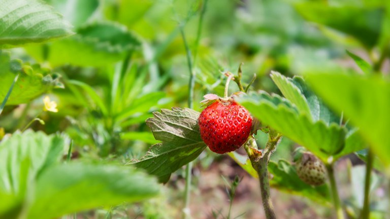 Morangueiro em cultivo representando monitoramento de ácaros e tripes no posicionamento técnico do HOPPER