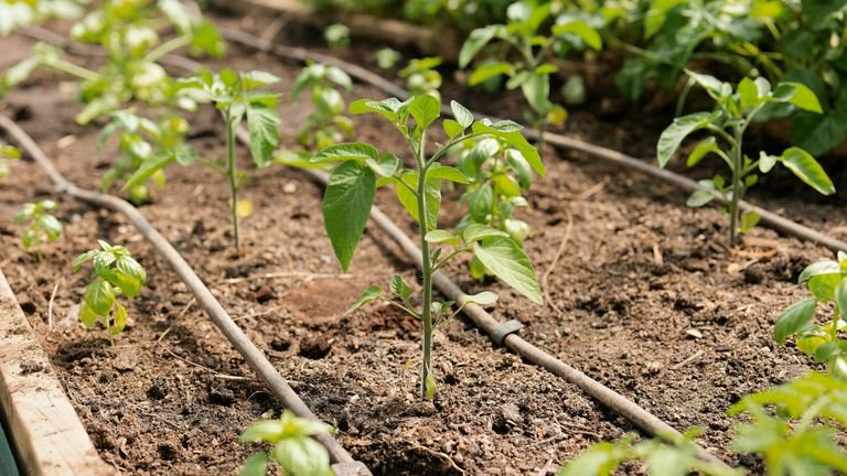 Cultivo comercial de tomate com irrigação representando ajuste de manejo hídrico com monitoramento do solo