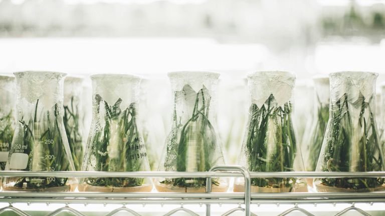 Plantas em recipientes de laboratório representando avaliação de propriedades de retenção de água em materiais agrícolas