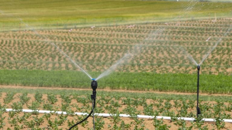Cultivo irrigado representando fornecimento de nutrientes pela água de irrigação e fertirrigação
