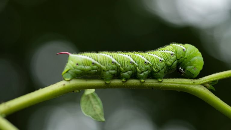 Lagarta verde sobre folha representando o manejo microbiológico de lepidópteros