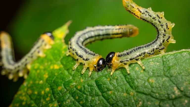Lagartas sobre folha verde representando monitoramento de lepidópteros agrícolas