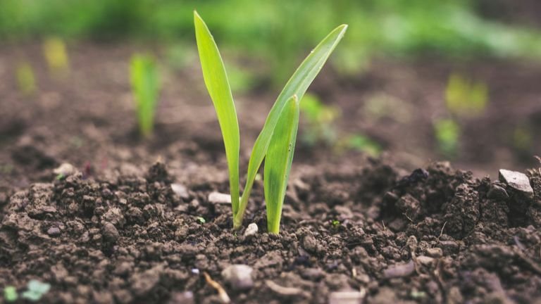 Planta jovem emergindo do solo representando raízes, matéria orgânica e estoque de carbono no sistema agrícola