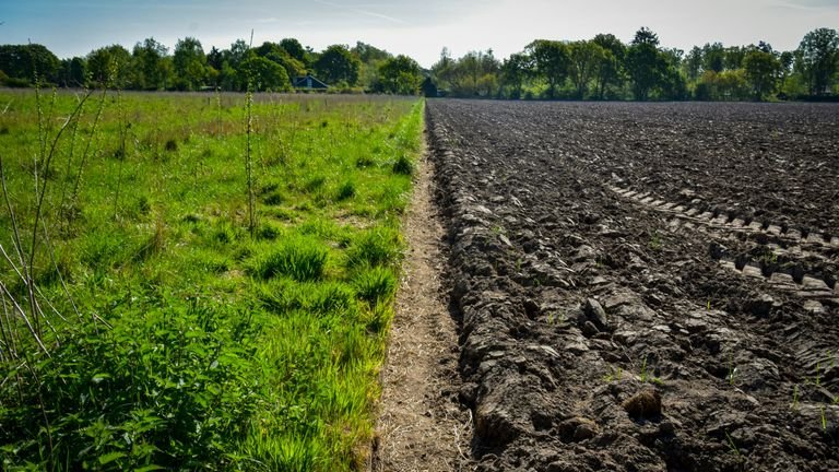 Área agrícola com contraste de desenvolvimento vegetal representando avaliação de manejo e estoque de carbono no solo