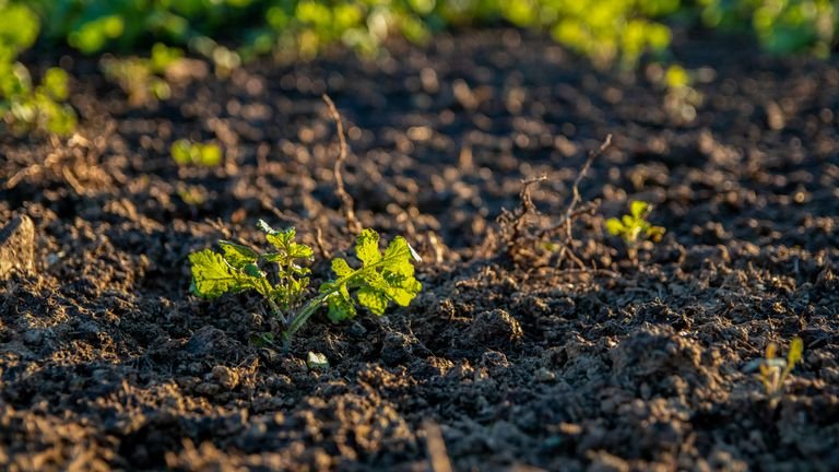 Planta em solo agrícola representando a diferença entre carbono da leonardita, palhada e matéria orgânica do solo