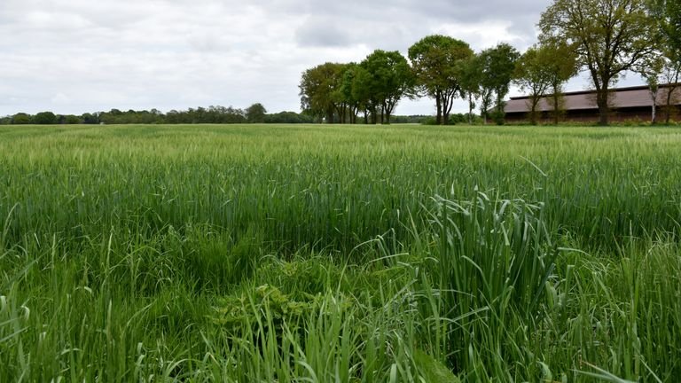 Área agrícola com cobertura vegetal representando biomassa, raízes e proteção do solo em sistemas de cobertura