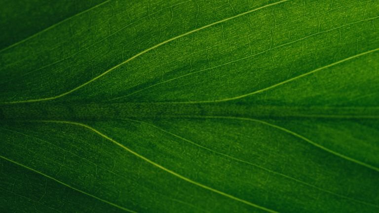 Folha verde em close representando fotossíntese e funções de magnésio zinco e manganês