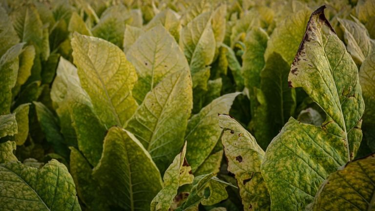 Folhas de cultivo agrícola em close representando inspeção de sintomas foliares no manejo de oídio