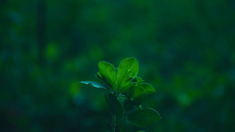 Folhas verdes em close representando atividade fotossintética e nutrição com manganês