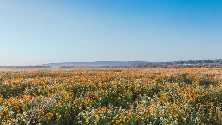 Lavoura em floração representando a fase reprodutiva e a demanda por micronutrientes