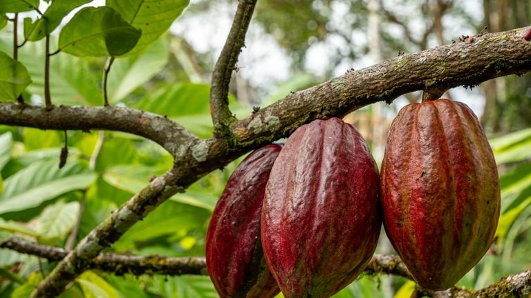 Cacaueiro com frutos em desenvolvimento representando funções de zinco boro manganês e molibdênio