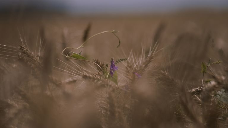 Flor em área agrícola representando demanda nutricional durante o desenvolvimento reprodutivo