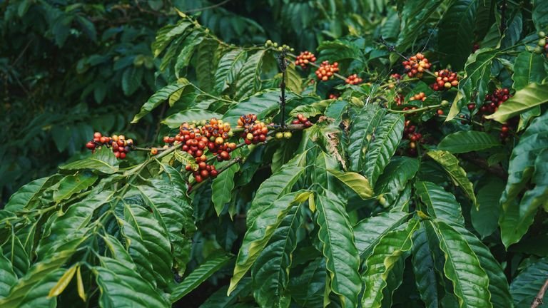 Folhas verdes de cafeeiro representando metabolismo do nitrogênio e atividade enzimática dependente de molibdênio