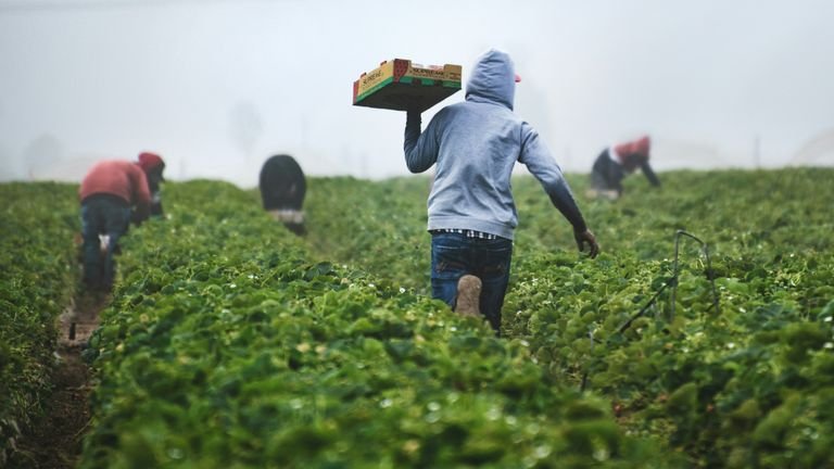 Cultivo comercial de morango em linhas representando manejo da rizosfera e fertirrigação