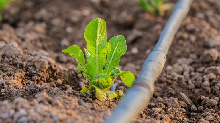Plântula emergindo do solo em contexto de manejo da umidade e nutrientes