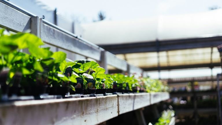Mudas em viveiro protegido representando o ambiente de produção em que Bradysia pode exigir monitoramento